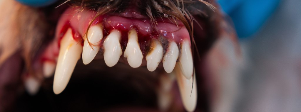 Canine gingivitis clearance treatment